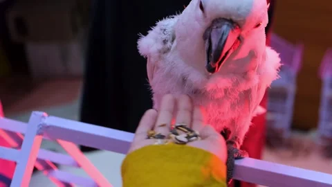 Vertical video of a white parrot with owner. white parrot with colorfull lights Stock Footage 343783992