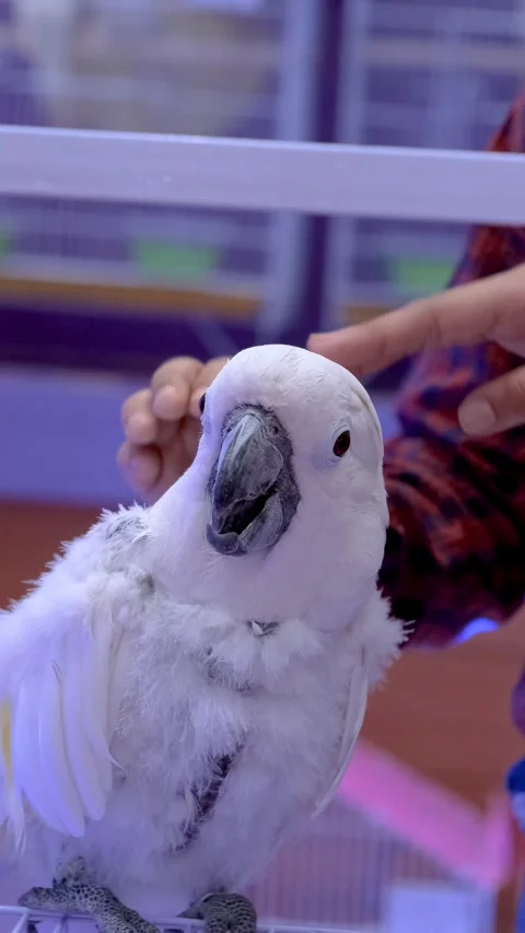 Vertical video of a white parrot with owner. fun with white parrot, Stock Footage 343784422