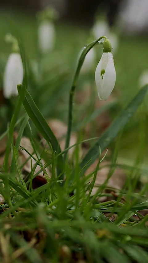 Vertical video of white snowdrop buds and green stems gently swaying in the.. Video stock 328099442