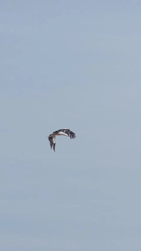 Vertical video. A white stork is flying in the blue sky with clouds. Stock Footage 282109231