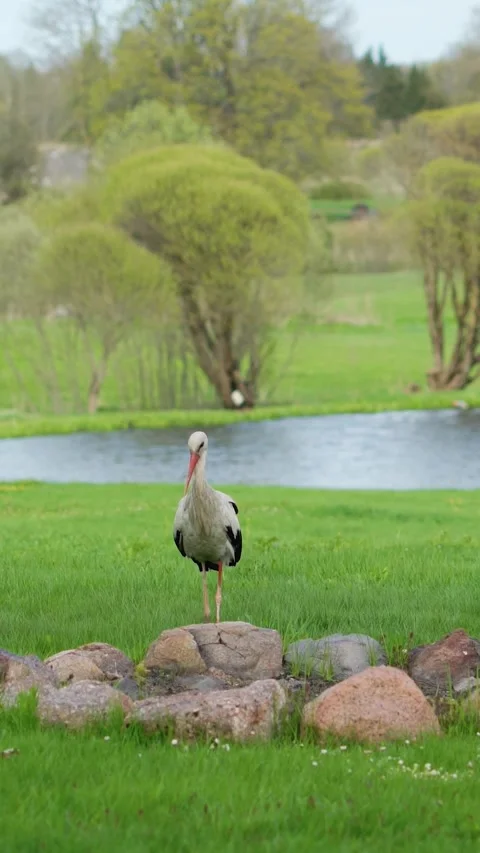 Vertical video of white stork walking near a small stone circle fire pit in a Stock Footage 339676071