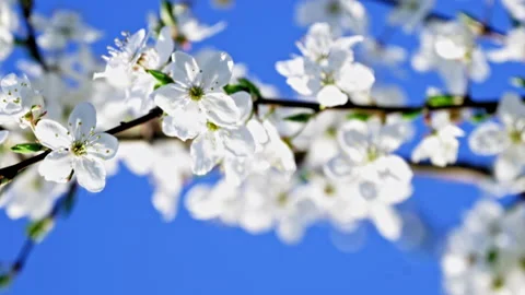 Vertical video. White, tender, spring blooming cherry flowers against the sky Stock Footage 210572217