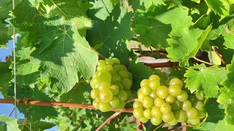 Vertical Video Of White Wine Grapes On The Vine At Vineyard. Stock Footage 233682669