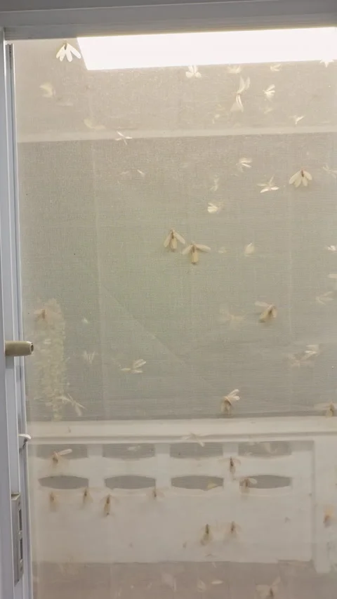 Vertical video. Wide Interior View of Flying Termites Swarming Around Illuminate Stock Footage 335215043