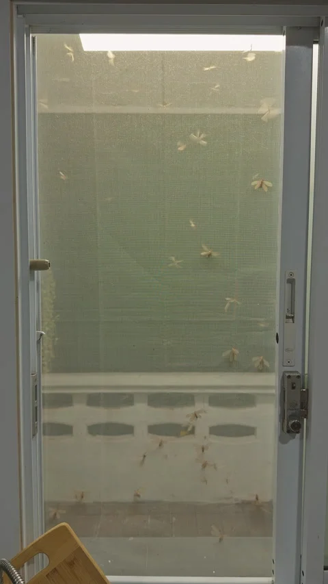Vertical video. Wide Interior View of Flying Termites Swarming Around Illuminate Stock Footage 335237526