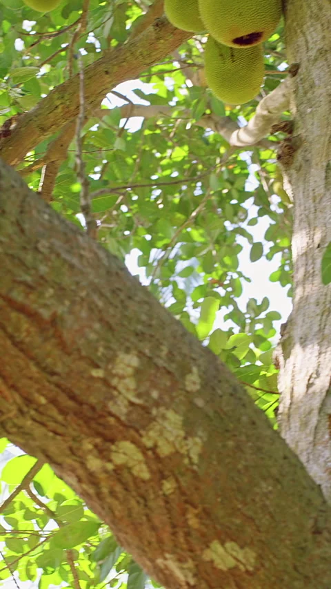 Vertical video. Wide View of Jackfruit Tree Covered with Multiple Fruits on Bran Stock Footage 334318281