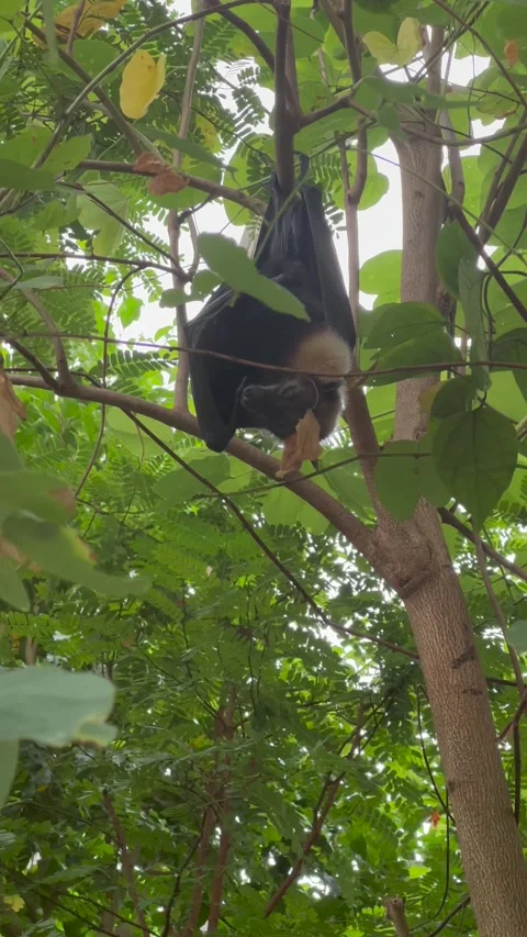 Vertical Video of Wild Animals in Naturalistic Habitat Vidéo 345162966