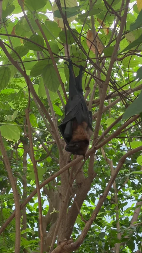Vertical Video of Wild Animals in Naturalistic Habitat Vidéo 345162984