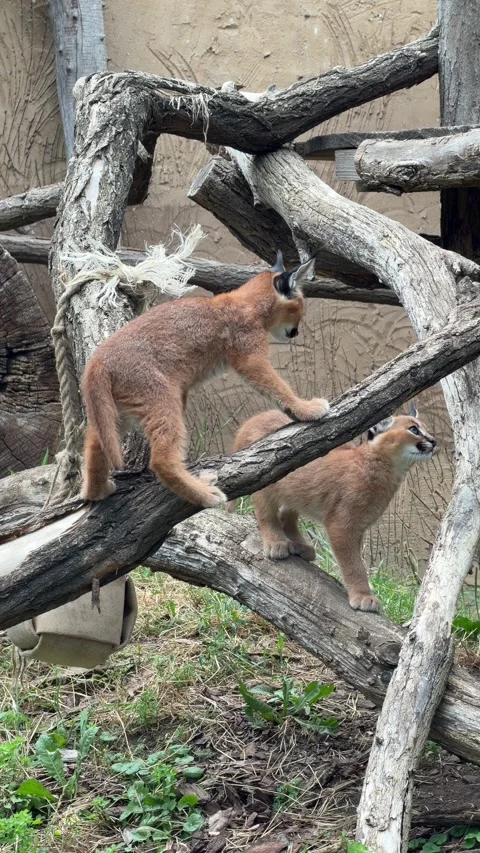 Vertical Video of Wild Cat Interacting and Playing in Captivity, 4k Stock Footage 340461597