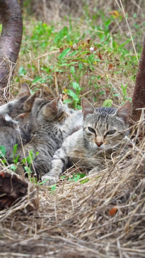 Vertical video of wild cat mother breastfeeding her offspring Stock Footage 283984073
