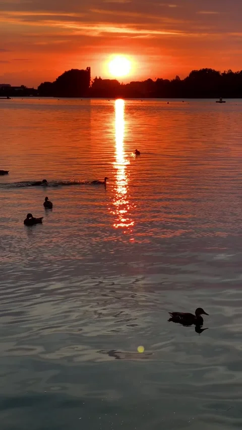 Vertical video of wild ducks swim briskly in the lake at pink and orange su.. Stock Footage 246490270