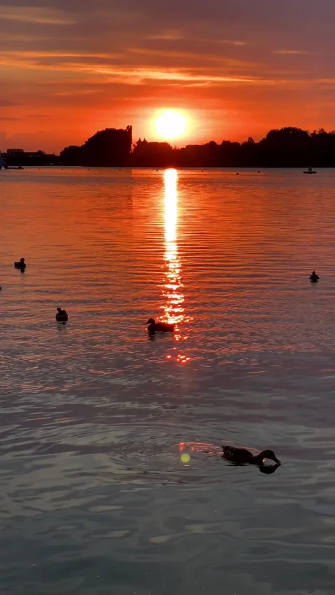 Vertical video of wild ducks swim in the lake at pink sunset. Birds in the .. Stock Footage 246490271