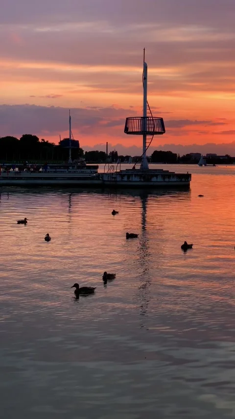 Vertical video of wild ducks swim calmly in the lake at quay. Family silhou.. Stock Footage 246490299