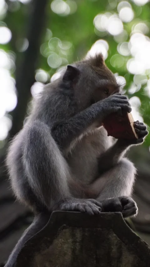 Vertical video of Wild macaque monkey eating a biscuit on a roof Vidéo 330878667
