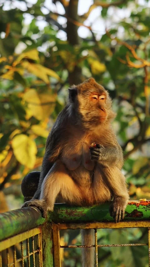Vertical Video of Wild Macaque Monkey Eating Food in Golden Light Stock Footage 346740398