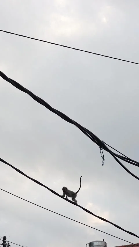 Vertical video of Wild monkeys walking and playing on power lines 스톡 동영상 331948714