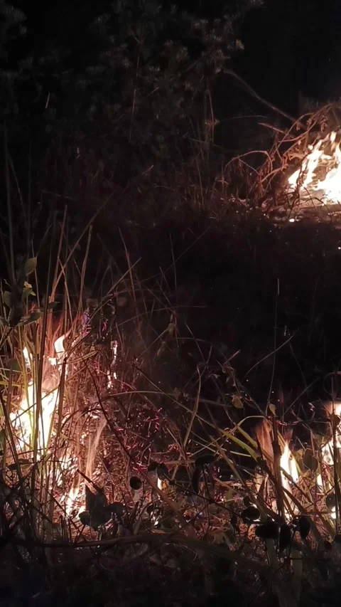 Vertical video of Wildfire spreading through dry grass and bushes at night Vídeo Stock 341675619