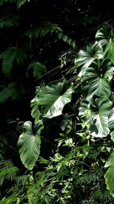 Vertical video of the wind blowing green leaves in a tropical forest Stock Footage 297676040