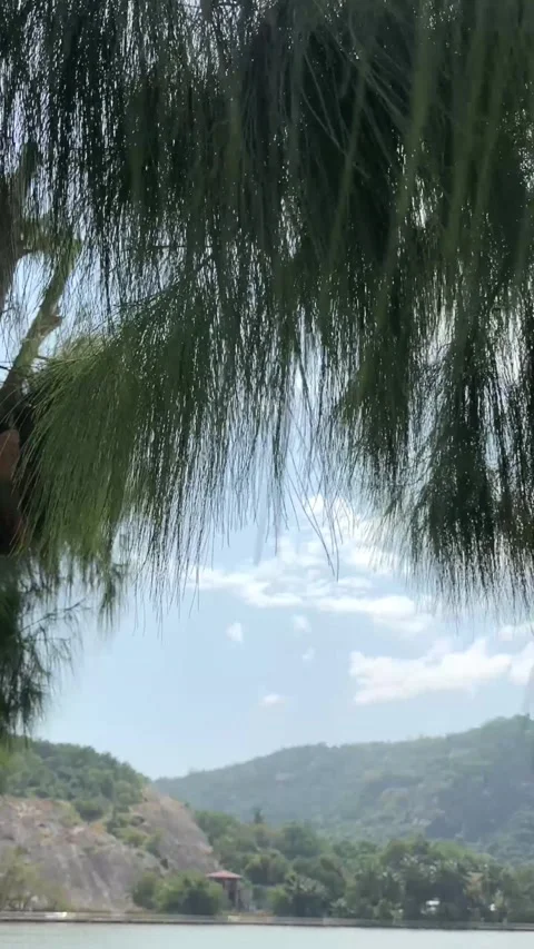 Vertical video of wind moves pine tree leaves above calm lake Stock Footage 325417574