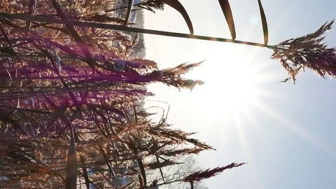 Vertical video. Winter forest. The trunks of the trees against the sun. Slider Stock Footage 102642618