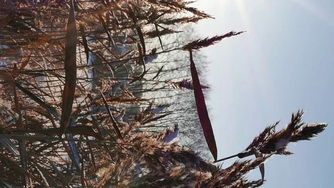 Vertical video. Winter forest. The trunks of the trees against the sun. Slider Stock Footage 102642646