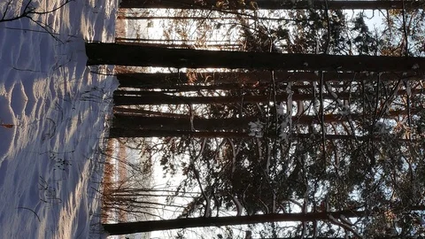 Vertical video. Winter forest. The trunks of the trees against the sun. Slider Stock Footage 102642655