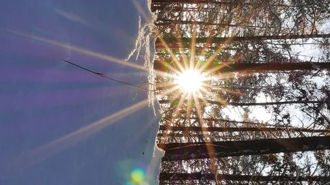 Vertical video. Winter forest. The trunks of the trees against the sun. Slider Stock Footage 102642660