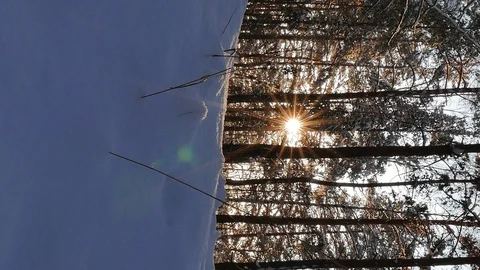 Vertical video. Winter forest. The trunks of the trees against the sun. Slider Stock Footage 102642666