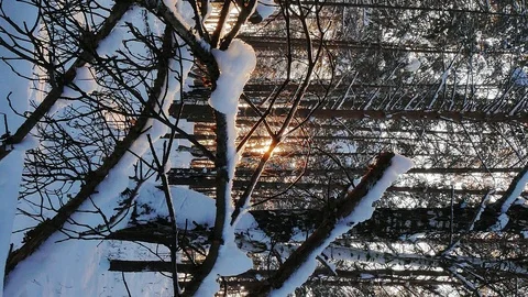 Vertical video. Winter forest. The trunks of the trees against the sun. Slider Stock Footage 102642696