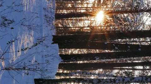 Vertical video. Winter forest. The trunks of the trees against the sun. Slider Stock Footage 102642761