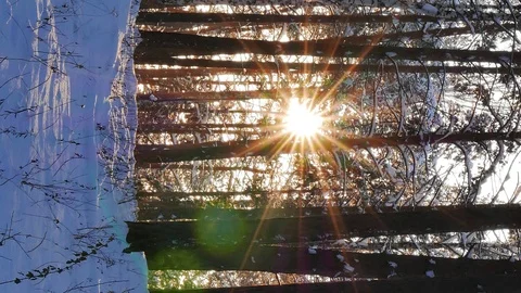 Vertical video. Winter forest. The trunks of the trees against the sun. Slider Stock Footage 102642773