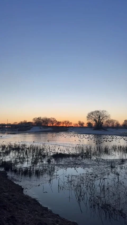 Vertical Video of Winter Sunset over River with Flock of Wild Ducks and Snow Stock Footage 326272489