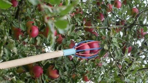 Vertical video. Wire colored fruit picker for picking apples. Stock-Footage 218198816
