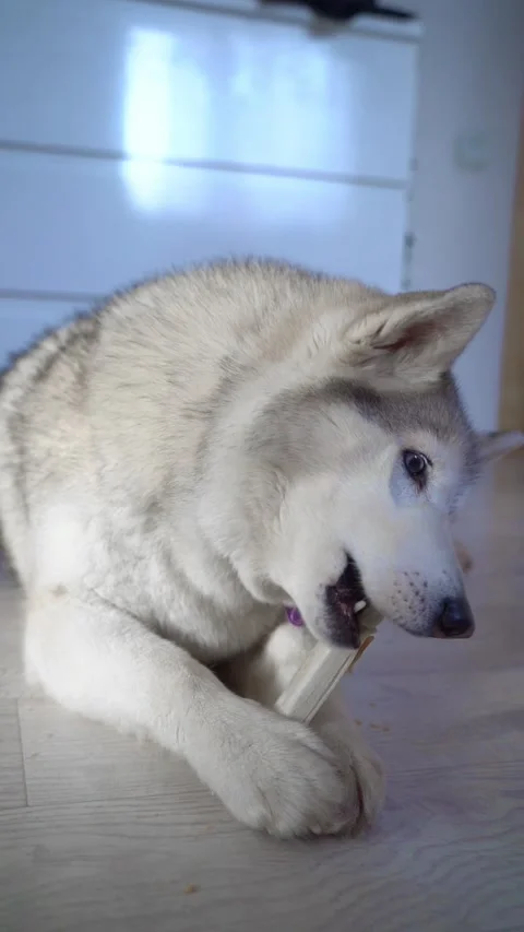  Vertical video - wolf-like husky dog ​​with a fawn coat Stock Footage 310631023