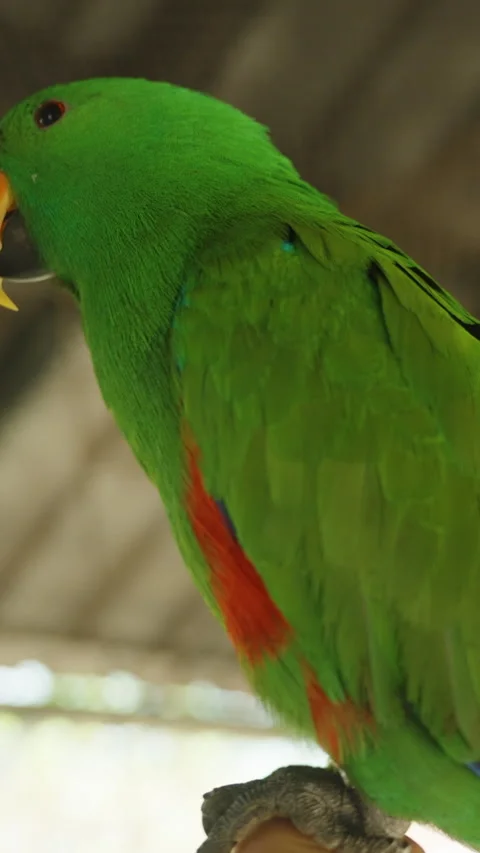 Vertical video. Woman Gently Stroking Green Eclectus Parrot with Red and Blue Stock-Footage 314006109