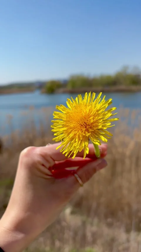 Vertical video of a woman's hand holding a bright yellow dandelion flower. Stock Footage 339334886