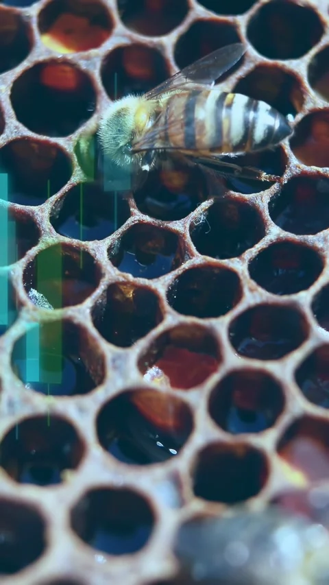 Vertical video: Worker bee probing comb for nectar as blurred bee crossing frame Stock Footage 333821326