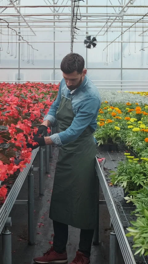 Vertical video Worker walking in a flowerpot. Agricultural engineer working Stock Footage 340200018
