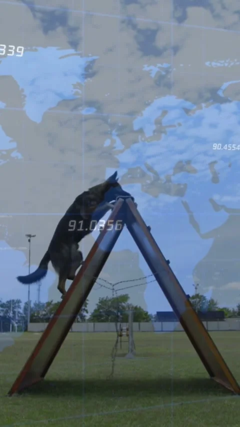 Vertical video: Working dog entering left climbing Aframe down for agility with Stock Footage 334602866