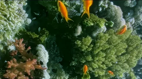 Vertical video, world of tiny orange fish gliding near delicate soft corals. Stock Footage 274034136