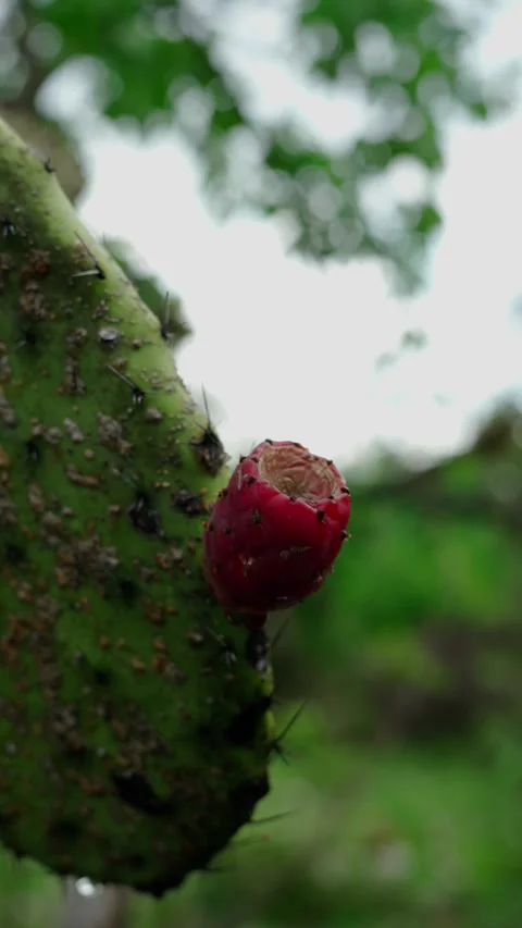Vertical video, Xoconostle Fruit growing on a cactus Endemic species of Mexico Stock Footage 280633050