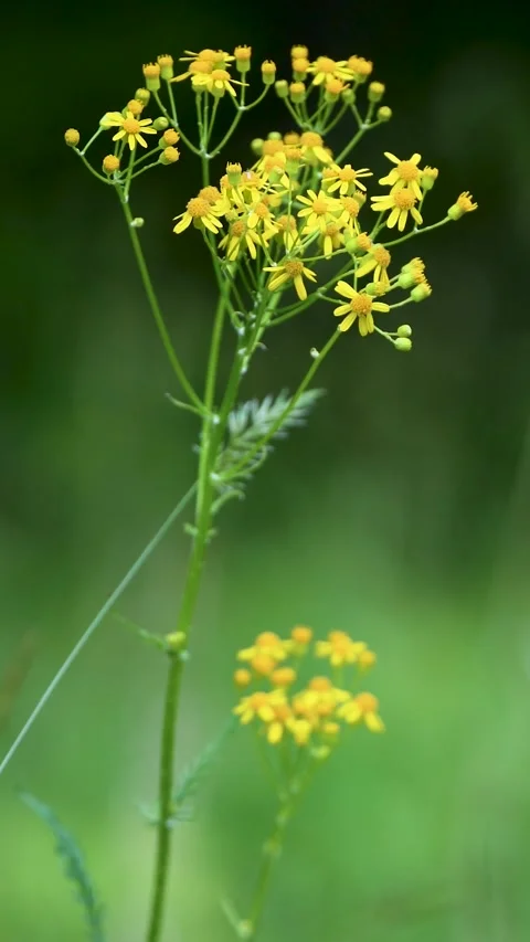 Vertical video of yellow flowers in Spring Stock Footage 309344850