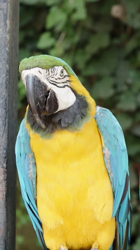 Vertical video. The yellow Macaw parrot sits on a branch in the forest and chews Stock Footage 248253858