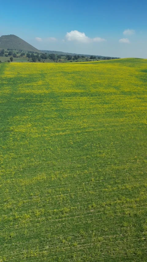 Vertical video of yellow meadow with mountains in the background. Stock Footage 282925375