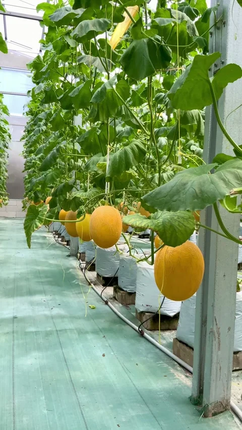 Vertical Video of Yellow Melons Growing in a Greenhouse Stock Footage 343741808