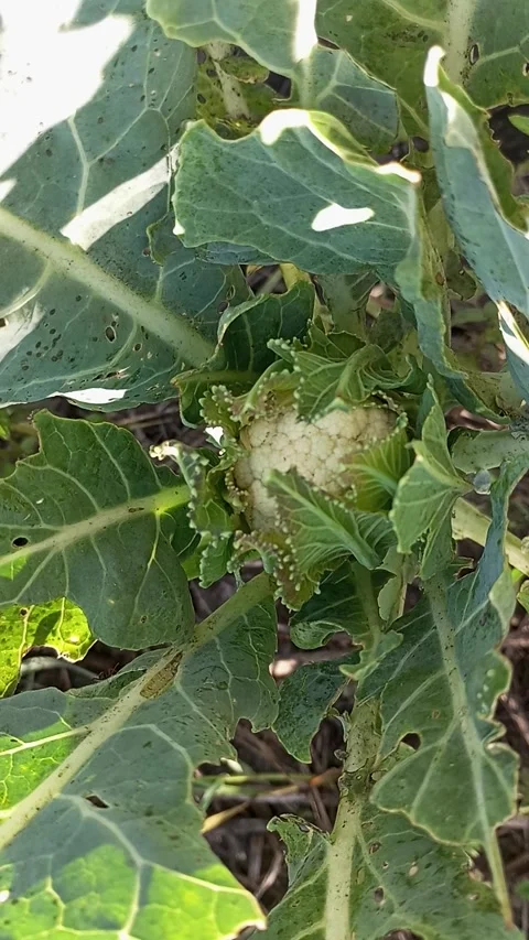 Vertical video of young cauliflower head forming inside green leaves in an o Video stock 346311009