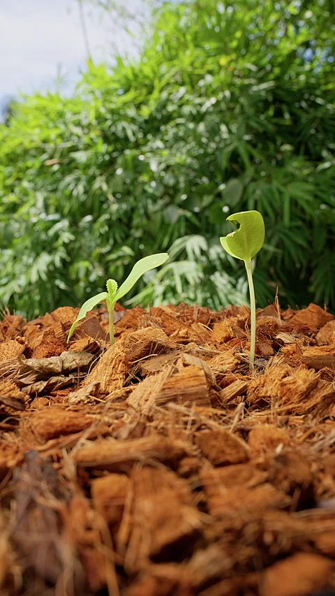 Vertical video. Young Green Seedlings Grow From Coarse Brown Mulch Before Lush G Stock Footage 340634392