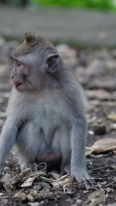 Vertical video of Young macaque monkey eating banana peel in forest 스톡 동영상 332228398
