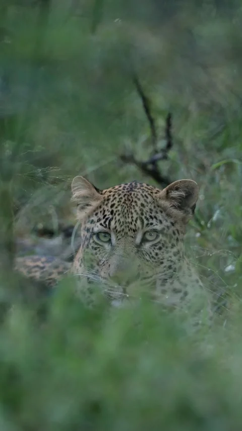 Vertical video, Young male leopard Stock Footage 333388062