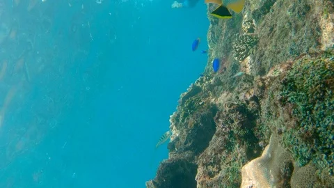 Men Underwater Stock Videos – Royalty-Free HD & 4K Videos